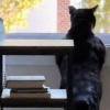 Illustration : Cet ancien chat des rues affiche une impressionnante musculature fa&ccedil;onn&eacute;e par sa vie d'errance depuis la fen&ecirc;tre de sa nouvelle maison (vid&eacute;o)