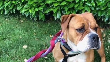 Illustration : Apr&egrave;s 3 mois de disparition cette chienne est retrouv&eacute;e &agrave; 100 kilom&egrave;tres gr&acirc;ce &agrave; une cage connect&eacute;e de haute technologie