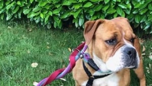 Illustration : "Après 3 mois de disparition cette chienne est retrouvée à 100 kilomètres grâce à une cage connectée de haute technologie"