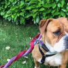 Illustration : Apr&egrave;s 3 mois de disparition cette chienne est retrouv&eacute;e &agrave; 100 kilom&egrave;tres gr&acirc;ce &agrave; une cage connect&eacute;e de haute technologie