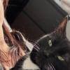 Illustration : Une femme rencontre une chatte de 4 ans sur le bord d&rsquo;une route et lui offre l&rsquo;opportunit&eacute; d&rsquo;une deuxi&egrave;me chance au sein d&rsquo;une famille