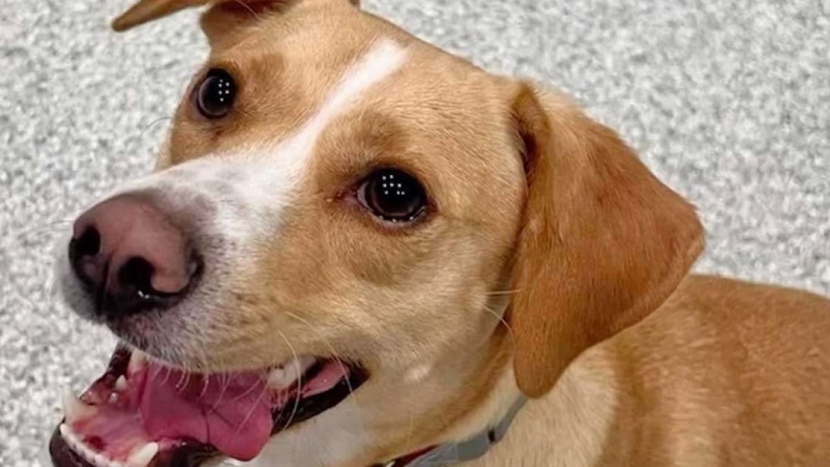 Illustration : "Un chien perdu dont la laisse s’est rompue trouve seul son chemin jusqu’à la garderie où il adore aller (vidéo)"
