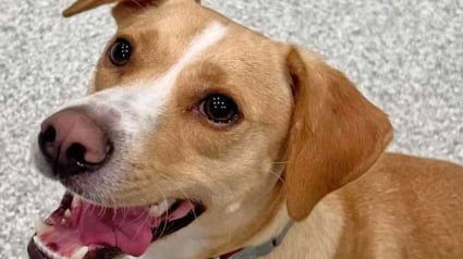 Illustration : Un chien perdu dont la laisse s&rsquo;est rompue trouve seul son chemin jusqu&rsquo;&agrave; la garderie o&ugrave; il adore aller (vid&eacute;o)