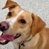Illustration : Un chien perdu dont la laisse s&rsquo;est rompue trouve seul son chemin jusqu&rsquo;&agrave; la garderie o&ugrave; il adore aller (vid&eacute;o)