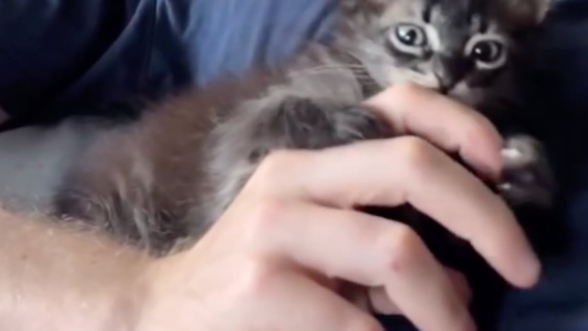 Illustration : "Couvé par le chien du foyer, ce chaton qui ne devait rester que temporairement vient d’être adopté par sa famille d’accueil (vidéo)"