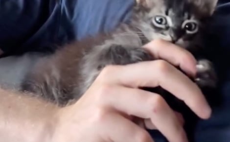 Couvé par le chien du foyer, ce chaton qui ne devait rester que temporairement vient d’être adopté par sa famille d’accueil (vidéo)