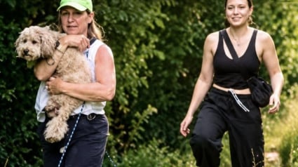 Illustration : Disparu apr&egrave;s avoir fui un accident ce chien coinc&eacute; par sa laisse dans les bois est sauv&eacute; par 2 cyclistes