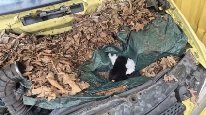 Illustration : En r&eacute;parant un vieux camion, un homme trouve des chatons cach&eacute;s sous le capot et leur permet de grandir en lieu s&ucirc;r