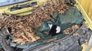 Illustration : "En réparant un vieux camion, un homme trouve des chatons cachés sous le capot et leur permet de grandir en lieu sûr"