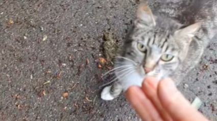 Illustration : Un chat strasbourgeois s'&eacute;chappe de sa caisse de transport et dispara&icirc;t, une b&eacute;n&eacute;vole le retrouve apr&egrave;s 2 ans et demi gr&acirc;ce &agrave; sa puce