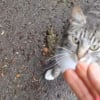 Illustration : Un chat strasbourgeois s'&eacute;chappe de sa caisse de transport et dispara&icirc;t, une b&eacute;n&eacute;vole le retrouve apr&egrave;s 2 ans et demi gr&acirc;ce &agrave; sa puce