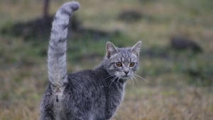 Illustration : "Pourquoi votre chat vous montre-t-il son derrière quand vous le caressez ?"