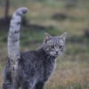 Illustration : Pourquoi votre chat vous montre-t-il son derri&egrave;re quand vous le caressez ?