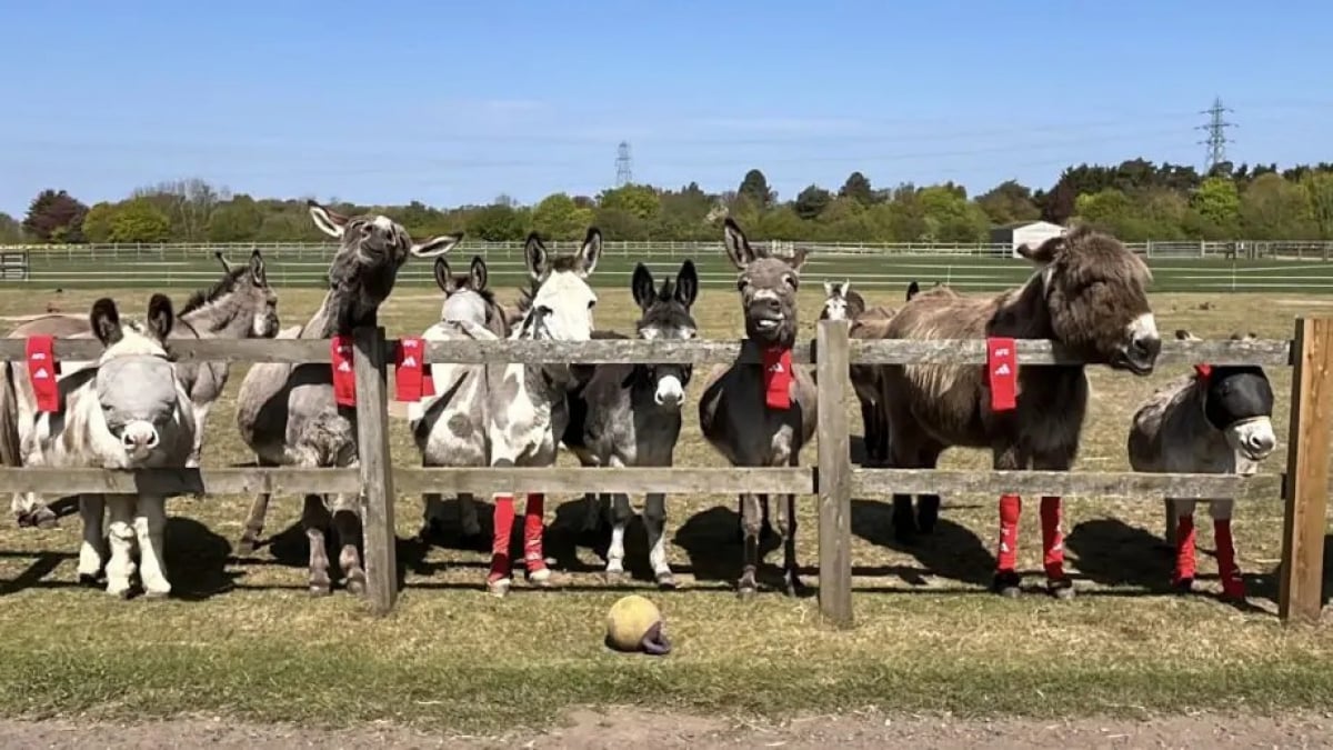 Illustration : "Ce grand club de foot recycle ses vieilles chaussettes pour aider les chevaux et les ânes d’un sanctuaire animalier (vidéo)"