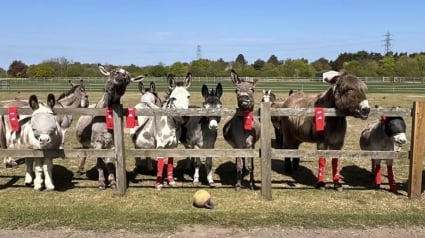 Illustration : Ce grand club de foot recycle ses vieilles chaussettes pour aider les chevaux et les &acirc;nes d&rsquo;un sanctuaire animalier (vid&eacute;o)