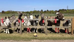 Illustration : "Ce grand club de foot recycle ses vieilles chaussettes pour aider les chevaux et les ânes d’un sanctuaire animalier (vidéo)"