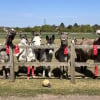 Illustration : Ce grand club de foot recycle ses vieilles chaussettes pour aider les chevaux et les &acirc;nes d&rsquo;un sanctuaire animalier (vid&eacute;o)