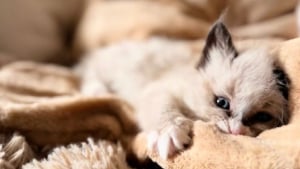 Illustration : "Ils entendent des miaulements dans leur mur et trouvent un chaton atteint d’un trouble neurologique qui les bouleverse (vidéo)"