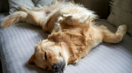 Illustration : Vrai ou faux : un chien qui dort sur le dos se sent-il en s&eacute;curit&eacute; absolue ?