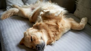 Illustration : "Vrai ou faux : un chien qui dort sur le dos se sent-il en sécurité absolue ?"