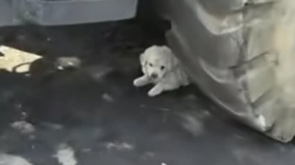 Illustration : &laquo; Il essayait de se faire aussi petit et invisible que possible &raquo;, ce chiot terroris&eacute; cach&eacute; sous un camion n&rsquo;attendait que d&rsquo;&ecirc;tre sauv&eacute;