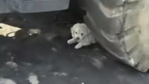 Illustration : "« Il essayait de se faire aussi petit et invisible que possible », ce chiot terrorisé caché sous un camion n’attendait que d’être sauvé"