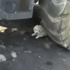 Illustration : &laquo; Il essayait de se faire aussi petit et invisible que possible &raquo;, ce chiot terroris&eacute; cach&eacute; sous un camion n&rsquo;attendait que d&rsquo;&ecirc;tre sauv&eacute;