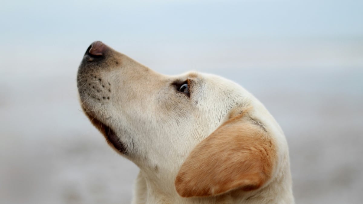 Illustration : "Les chiens font physiologiquement la différence entre un visage triste et joyeux, selon une étude"
