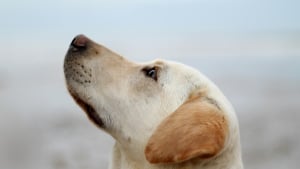 Illustration : "Les chiens font physiologiquement la différence entre un visage triste et joyeux, selon une étude"