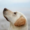 Illustration : Les chiens font physiologiquement la diff&eacute;rence entre un visage triste et joyeux, selon une &eacute;tude