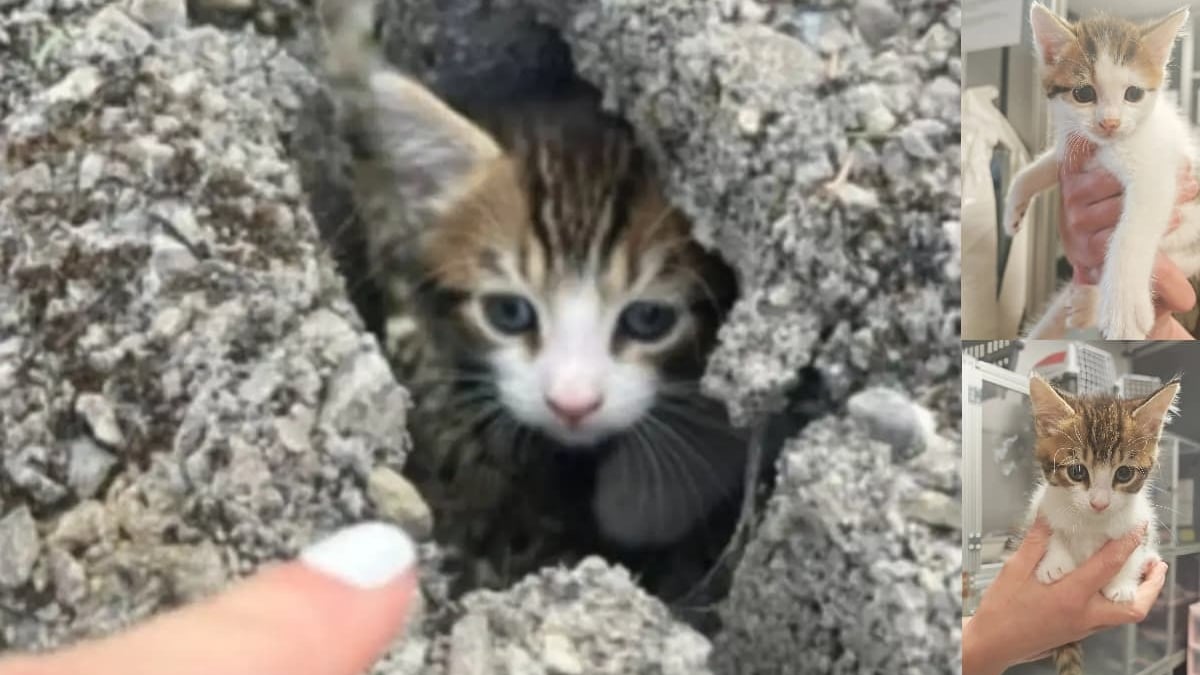 Illustration : "2 chatons errants coincés dans un mur de béton sont secourus après une opération de démolition délicate"