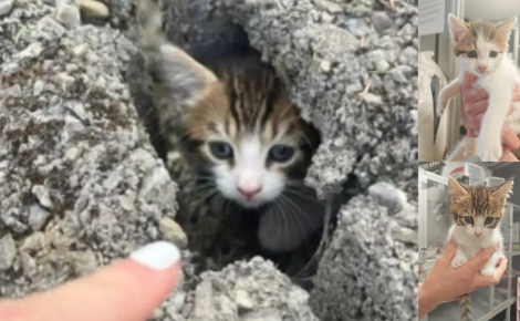 2 chatons errants coincés dans un mur de béton sont secourus après une opération de démolition délicate