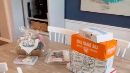 Illustration : Une h&ocirc;te Airbnb r&eacute;serve un accueil chaleureux &agrave; un chien &acirc;g&eacute; pour ses derni&egrave;res vacances et le couvre de cadeaux (vid&eacute;o)