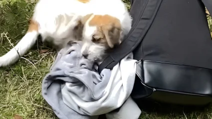 Illustration : En voyage en Gr&egrave;ce, un couple de randonneurs fait la rencontre d&rsquo;une jeune chienne, et d&eacute;cide de rentrer avec elle en Allemagne (vid&eacute;o)
