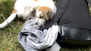Illustration : En voyage en Grèce, un couple de randonneurs fait la rencontre d’une jeune chienne, et décide de rentrer avec elle en Allemagne (vidéo)
