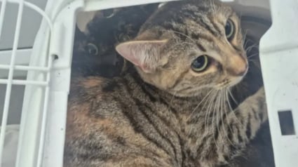 Illustration : &laquo; Jet&eacute;s comme des ordures &raquo;, chatte gestante est sauv&eacute;e juste avant de donner la vie