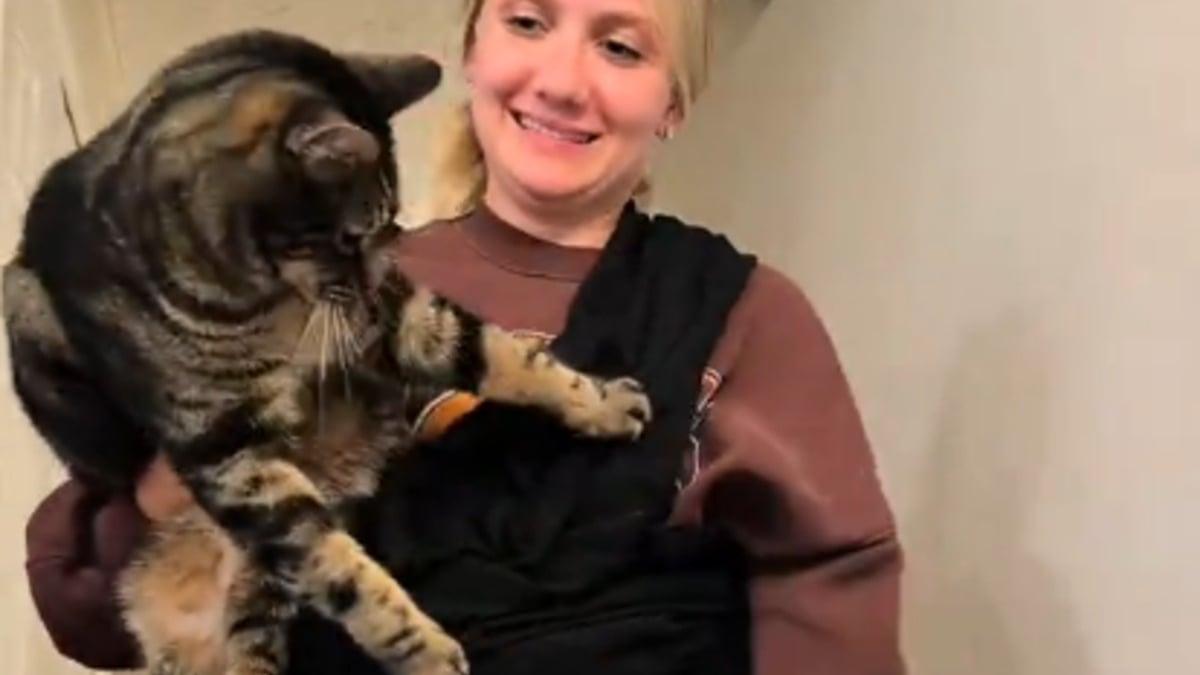 Illustration : "Milo le chat refuse catégoriquement le sac de transport ventral de son humaine mais change d'avis en voyant sa congénère en profiter (vidéo)"