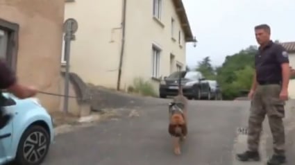 Illustration : Durant les recherches pour retrouver Lyhanna, un chien &agrave; l&rsquo;odorat tr&egrave;s fin, le Saint-Hubert, a &eacute;t&eacute; un atout majeur