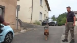 Illustration : "Durant les recherches pour retrouver Lyhanna, un chien à l’odorat très fin, le Saint-Hubert, a été un atout majeur"