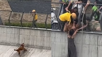 Illustration : Tomb&eacute; dans un canal, un chien re&ccedil;oit l'aide d'un livreur &agrave; v&eacute;lo muni d'une corde et de passants solidaires (vid&eacute;o)