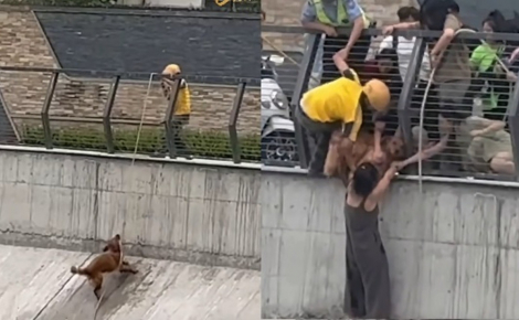 Tombé dans un canal, un chien reçoit l'aide d'un livreur à vélo muni d'une corde et de passants solidaires (vidéo)