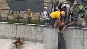 Illustration : "Tombé dans un canal, un chien reçoit l'aide d'un livreur à vélo muni d'une corde et de passants solidaires (vidéo)"