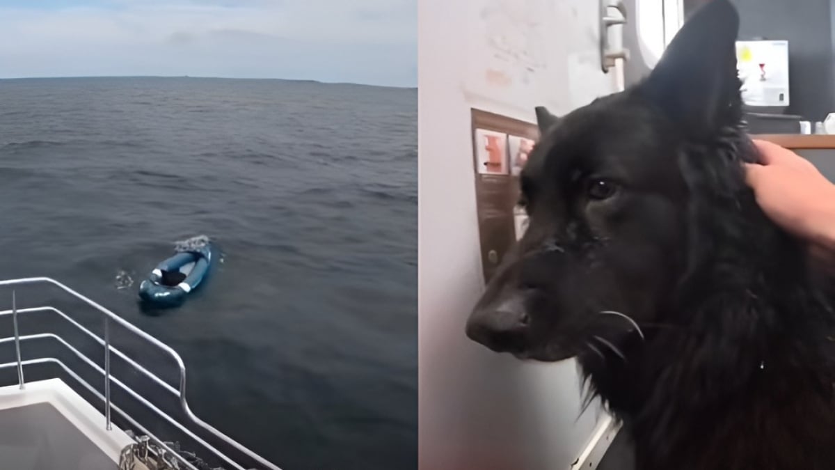 Illustration : "Seul dans un kayak à la dérive en mer du Nord, un chien est secouru à 4 km du rivage par un bateau d'excursion (vidéo)"