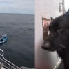 Illustration : Seul dans un kayak &agrave; la d&eacute;rive en mer du Nord, un chien est secouru &agrave; 4 km du rivage par un bateau d'excursion (vid&eacute;o)