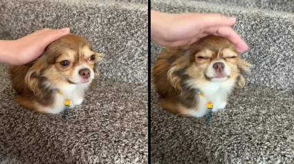 Illustration : Dans une vid&eacute;o, une femme montre son Chihuahua qui s&rsquo;assied parfois comme les chats avec lesquels il a &eacute;t&eacute; &eacute;duqu&eacute;
