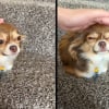Illustration : Dans une vid&eacute;o, une femme montre son Chihuahua qui s&rsquo;assied parfois comme les chats avec lesquels il a &eacute;t&eacute; &eacute;duqu&eacute;