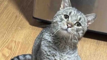 Illustration : Apr&egrave;s avoir lutt&eacute; pour survivre dans le froid, ce chat bless&eacute; et atteint du FIV d&eacute;couvre enfin la s&eacute;r&eacute;nit&eacute;