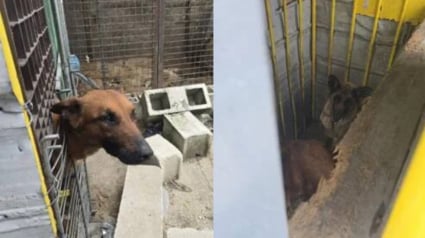 Illustration : D&eacute;couverts aux c&ocirc;t&eacute;s de leurs cong&eacute;n&egrave;res d&eacute;c&eacute;d&eacute;s, 2 chiens d&eacute;tenus dans une entreprise de palettes sont d&eacute;sormais pris en charge et soign&eacute;s