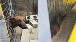 Illustration : "Découverts aux côtés de leurs congénères décédés, 2 chiens détenus dans une entreprise de palettes sont désormais pris en charge et soignés"