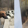 Illustration : D&eacute;couverts aux c&ocirc;t&eacute;s de leurs cong&eacute;n&egrave;res d&eacute;c&eacute;d&eacute;s, 2 chiens d&eacute;tenus dans une entreprise de palettes sont d&eacute;sormais pris en charge et soign&eacute;s